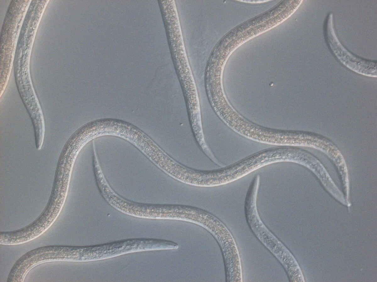 Koppert Entonem – Nematoder mod sørgemyg - Billede 2