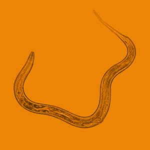 Nematoder mod snegle - Exhibitline Ph - Billede 2