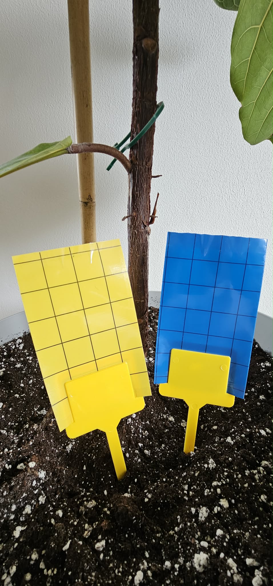 Gule fangstplader 12,5x7,5cm - Billede 2